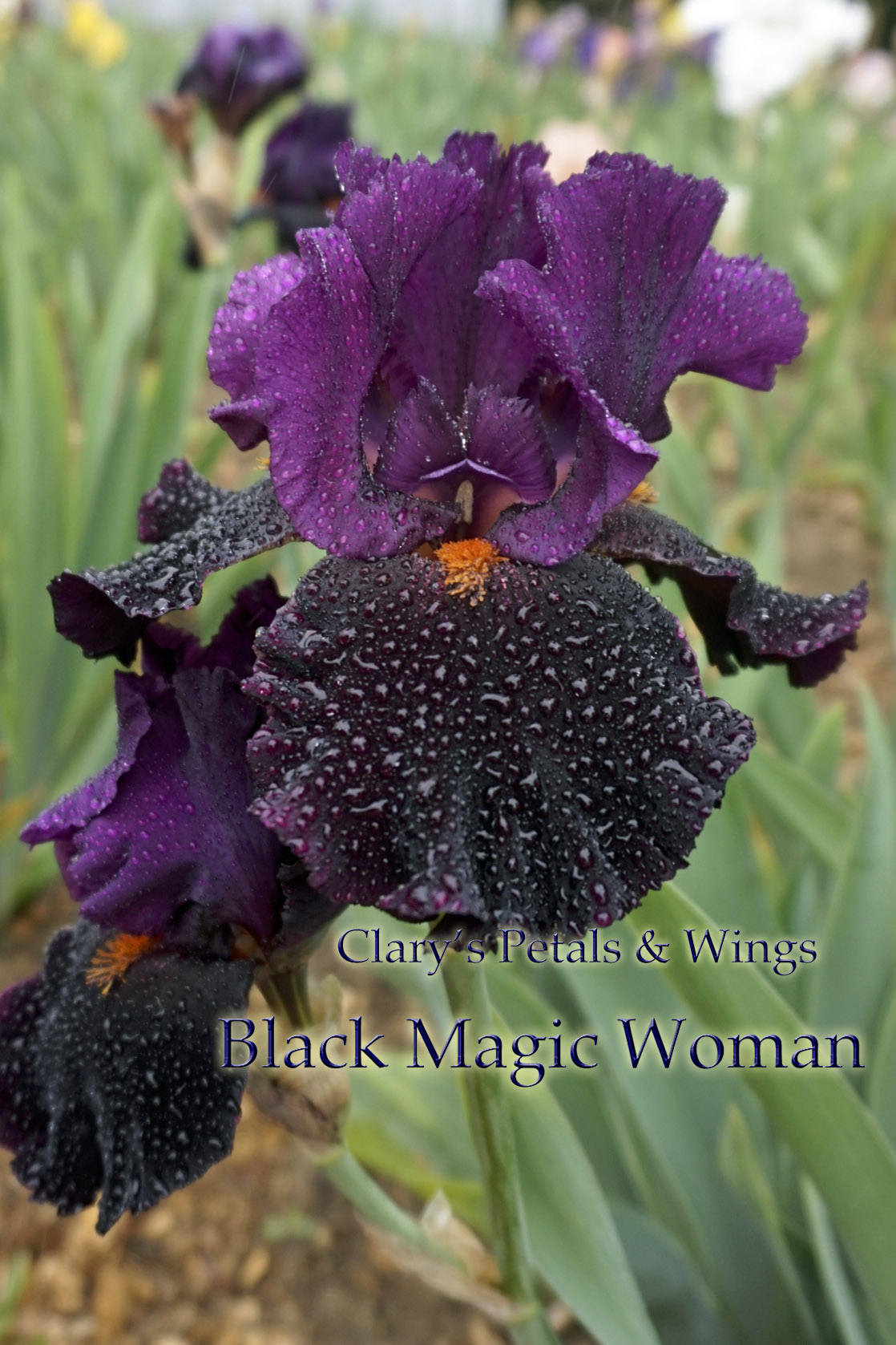 BLACK MAGIC WOMAN - 2008 - TB Fragrant