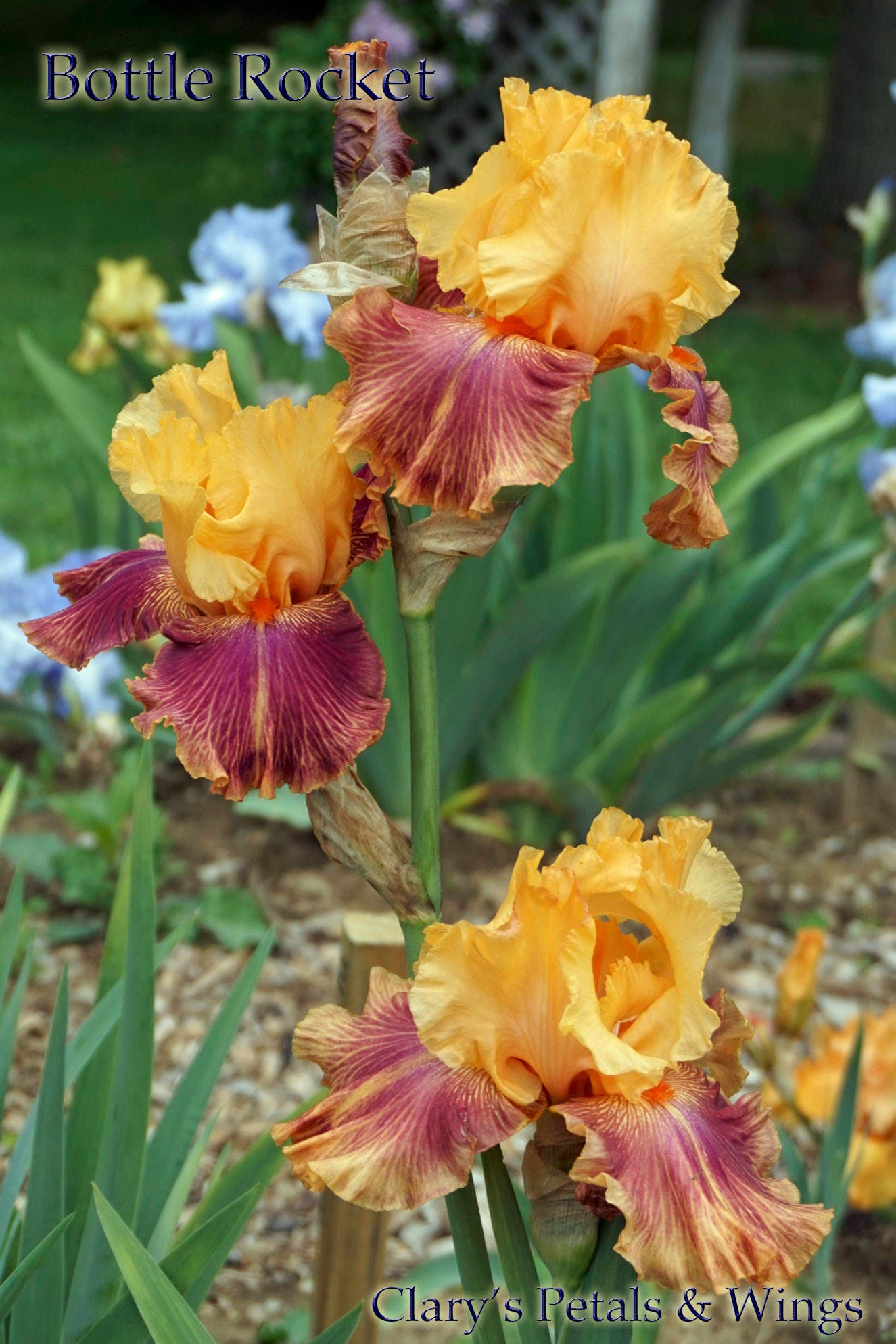 BOTTLE  ROCKET - 2010 - TB - Reblooming &Fragrant