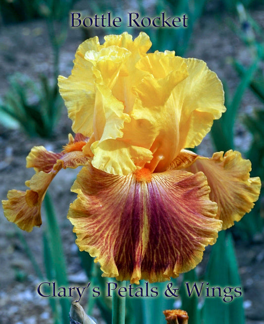 BOTTLE  ROCKET - 2010 - TB - Reblooming &Fragrant