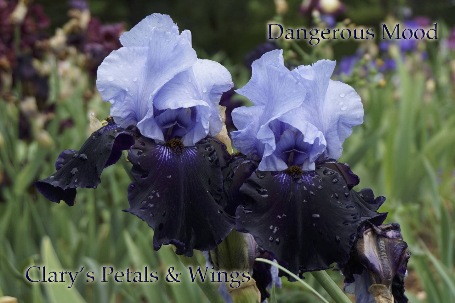 DANGEROUS MOOD - 2004 - TB