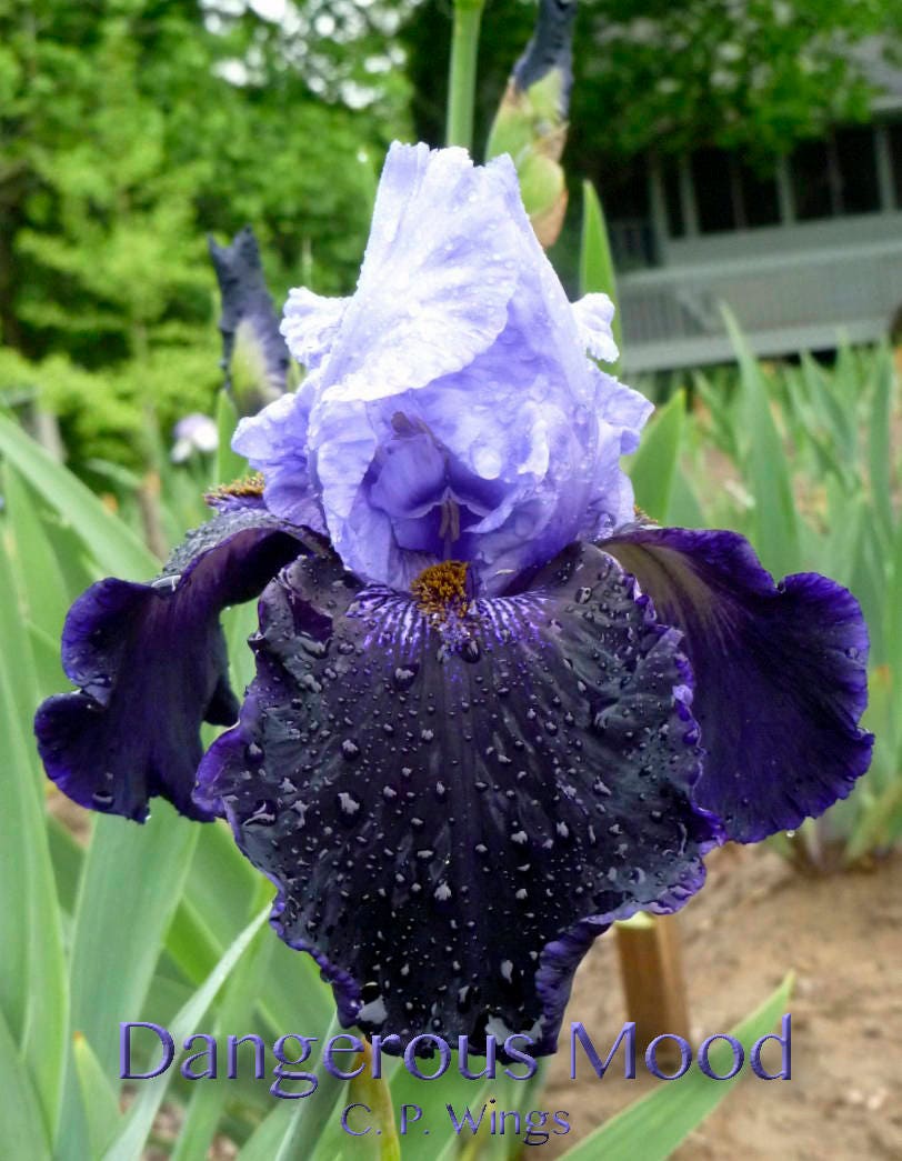 DANGEROUS MOOD - 2004 - TB