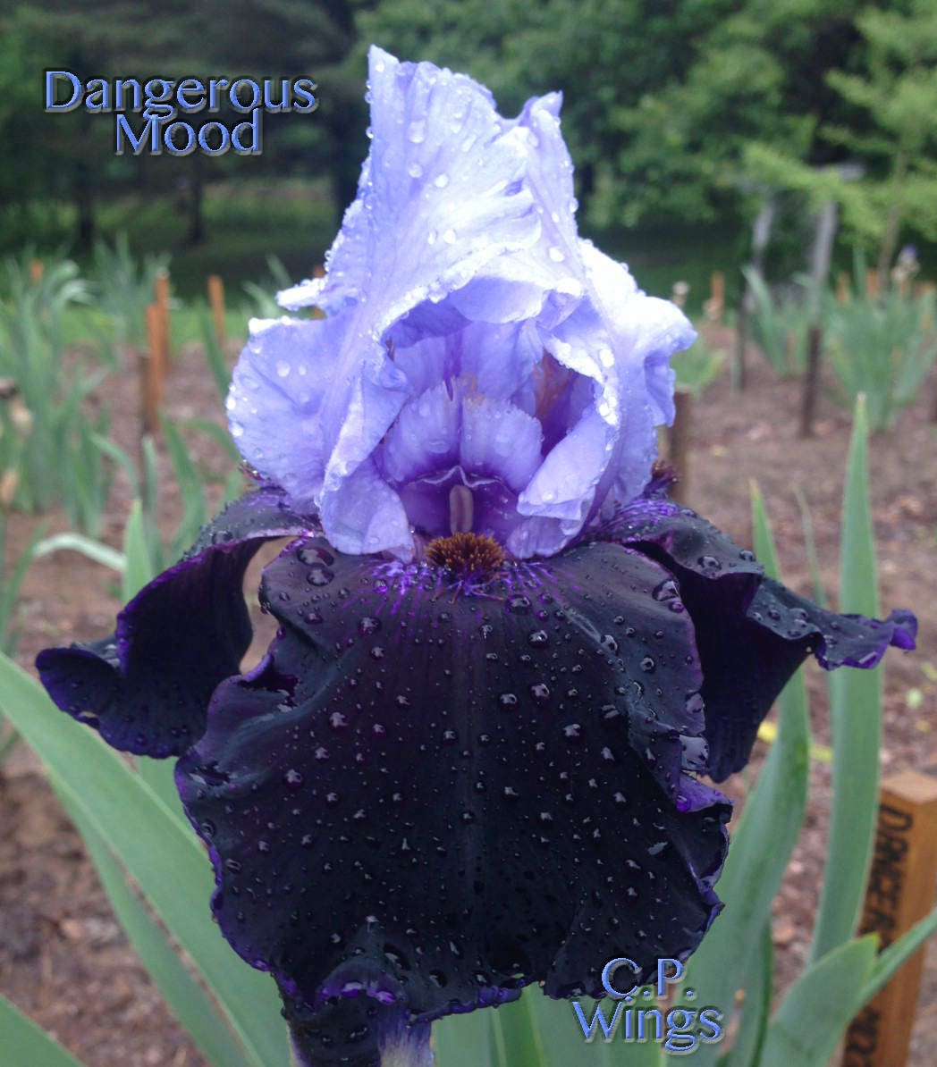 DANGEROUS MOOD - 2004 - TB