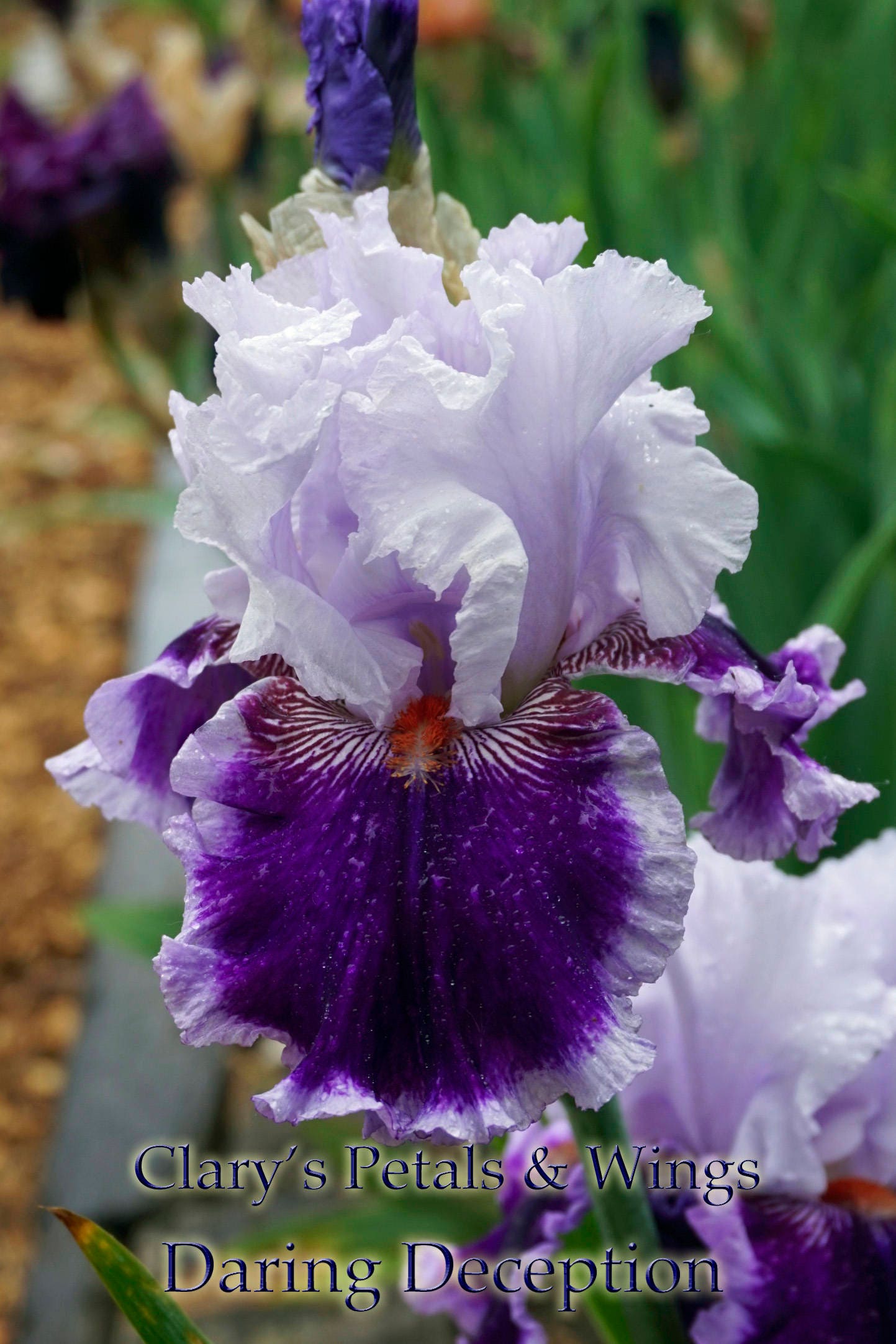 DARING DECEPTION - 2012 - TB