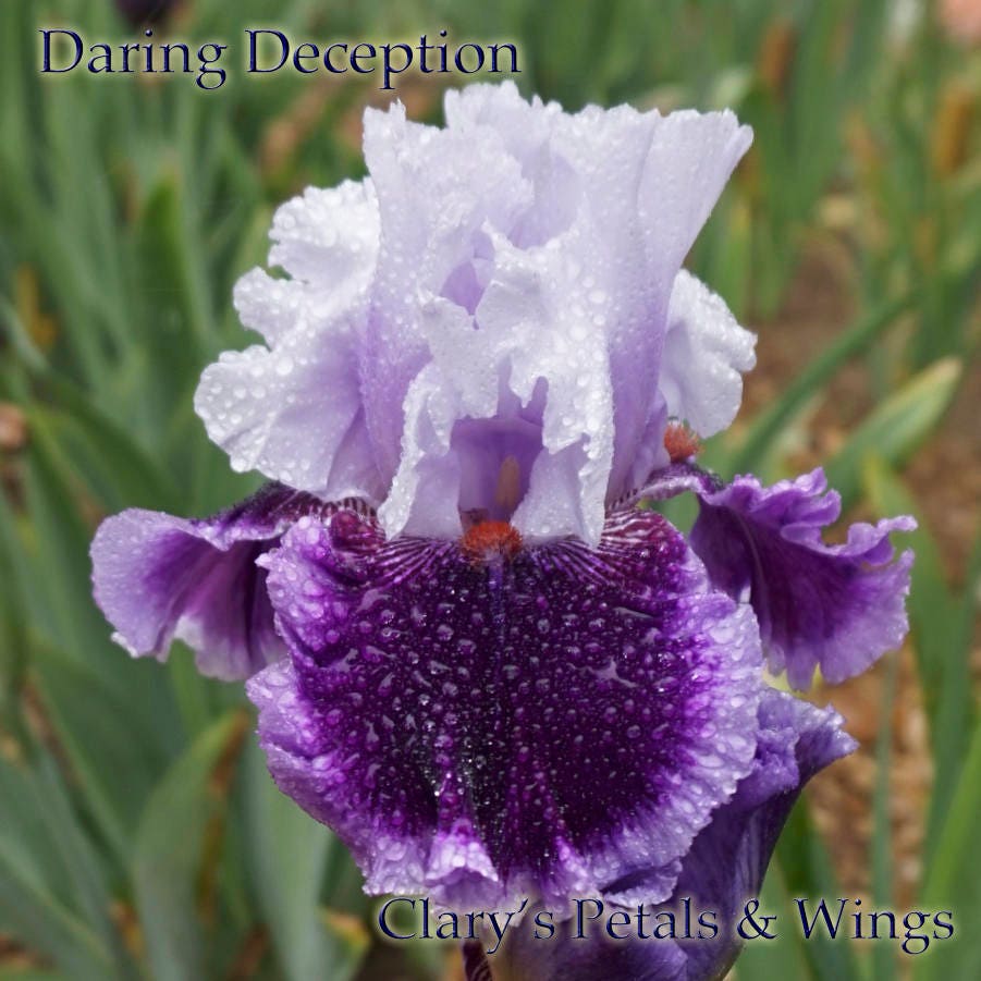 DARING DECEPTION - 2012 - TB