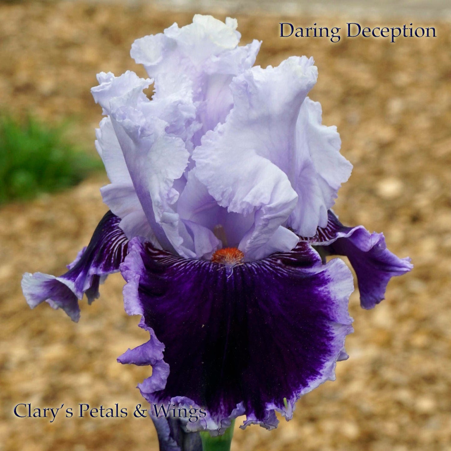 DARING DECEPTION - 2012 - TB