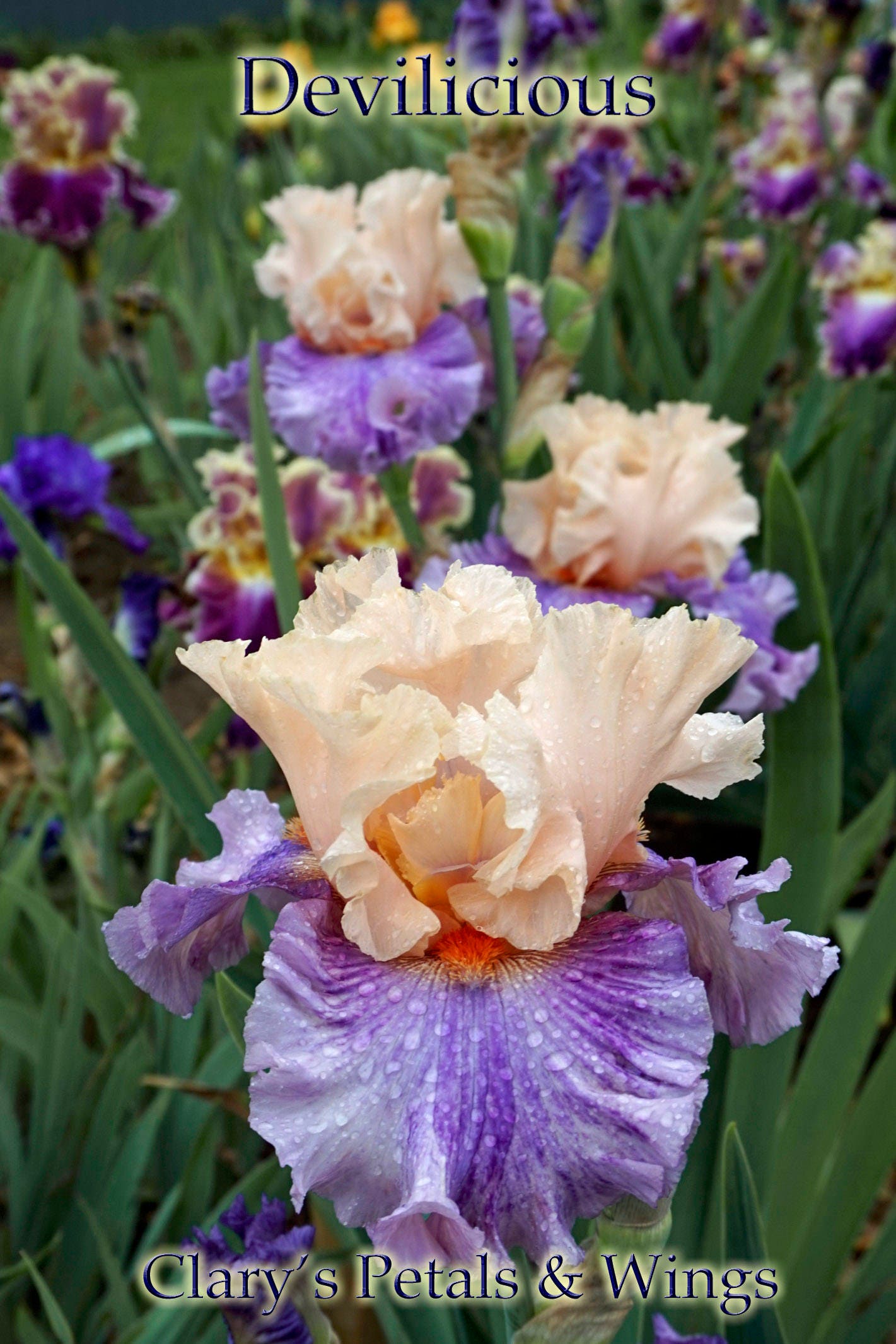 DEVILICIOUS - 2010 - TB