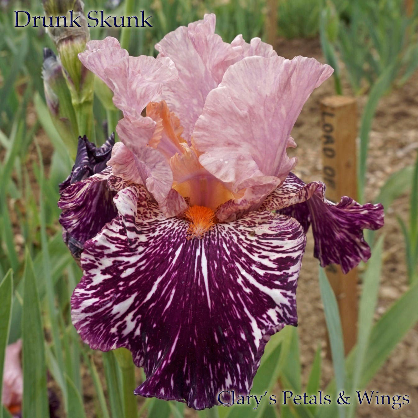 DRUNK SKUNK - 2012 - TB - Fragrant