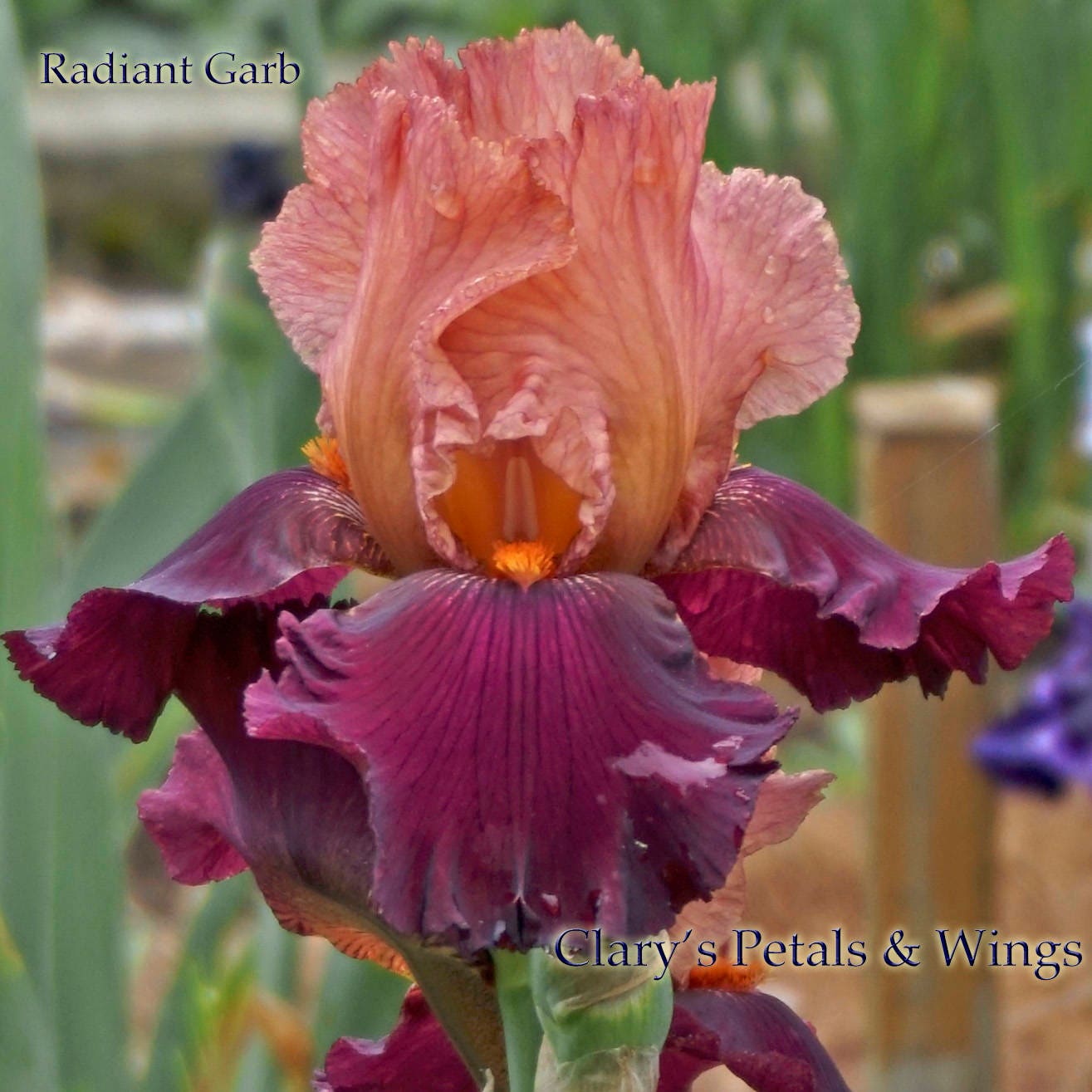 RADIANT GARB 2010 TB