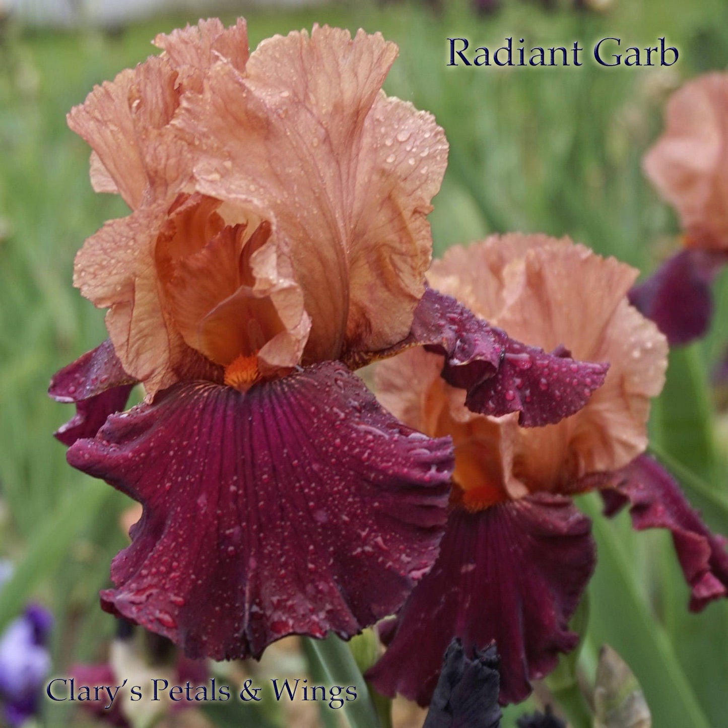 RADIANT GARB 2010 TB