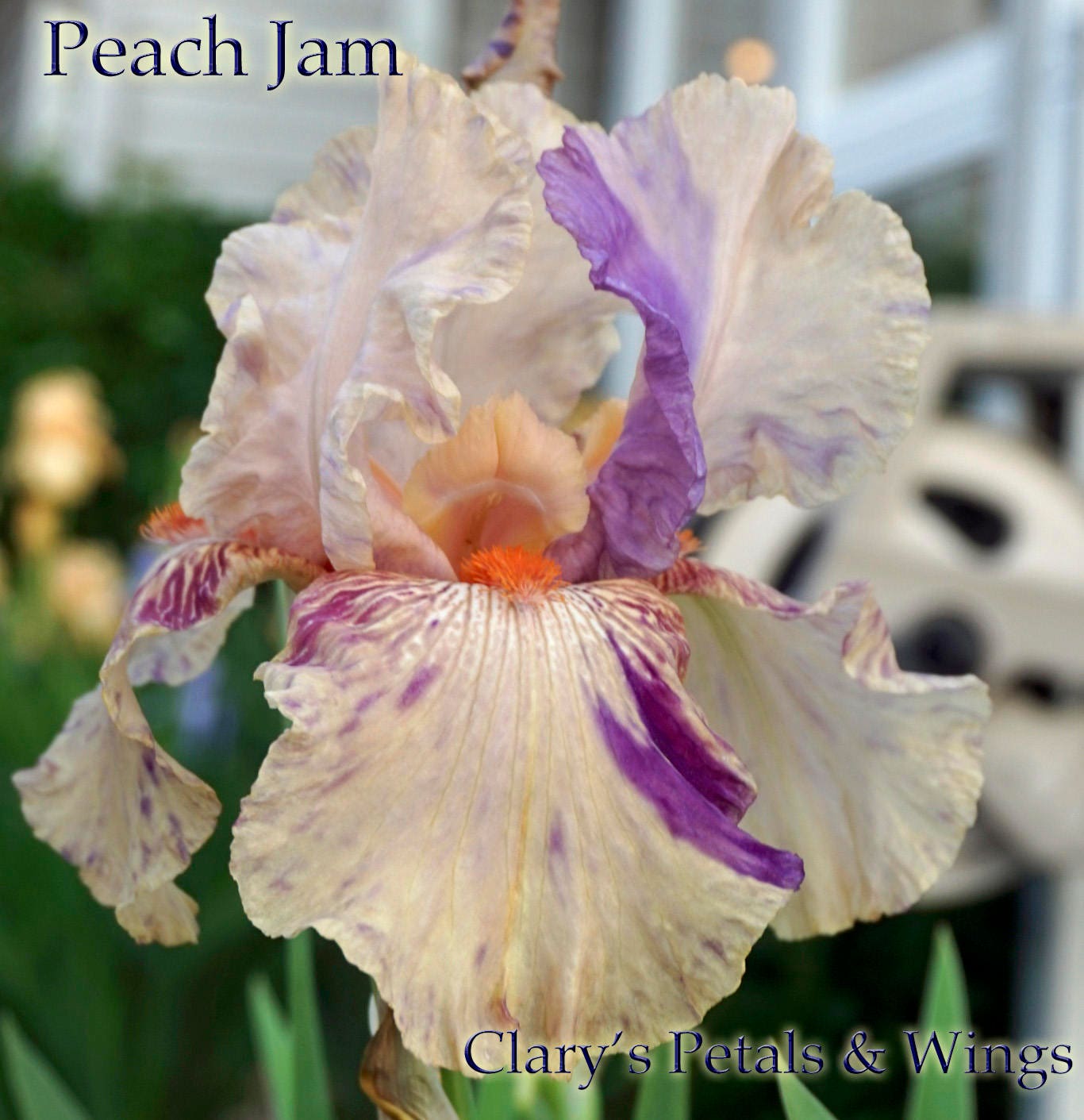 PEACH JAM 1989 TB - Reblooming