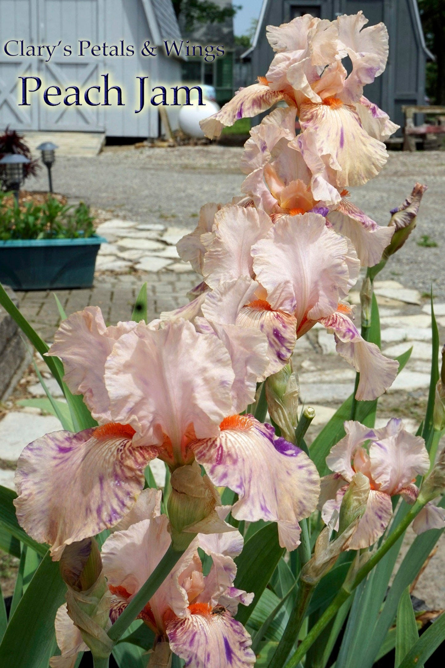 PEACH JAM 1989 TB - Reblooming