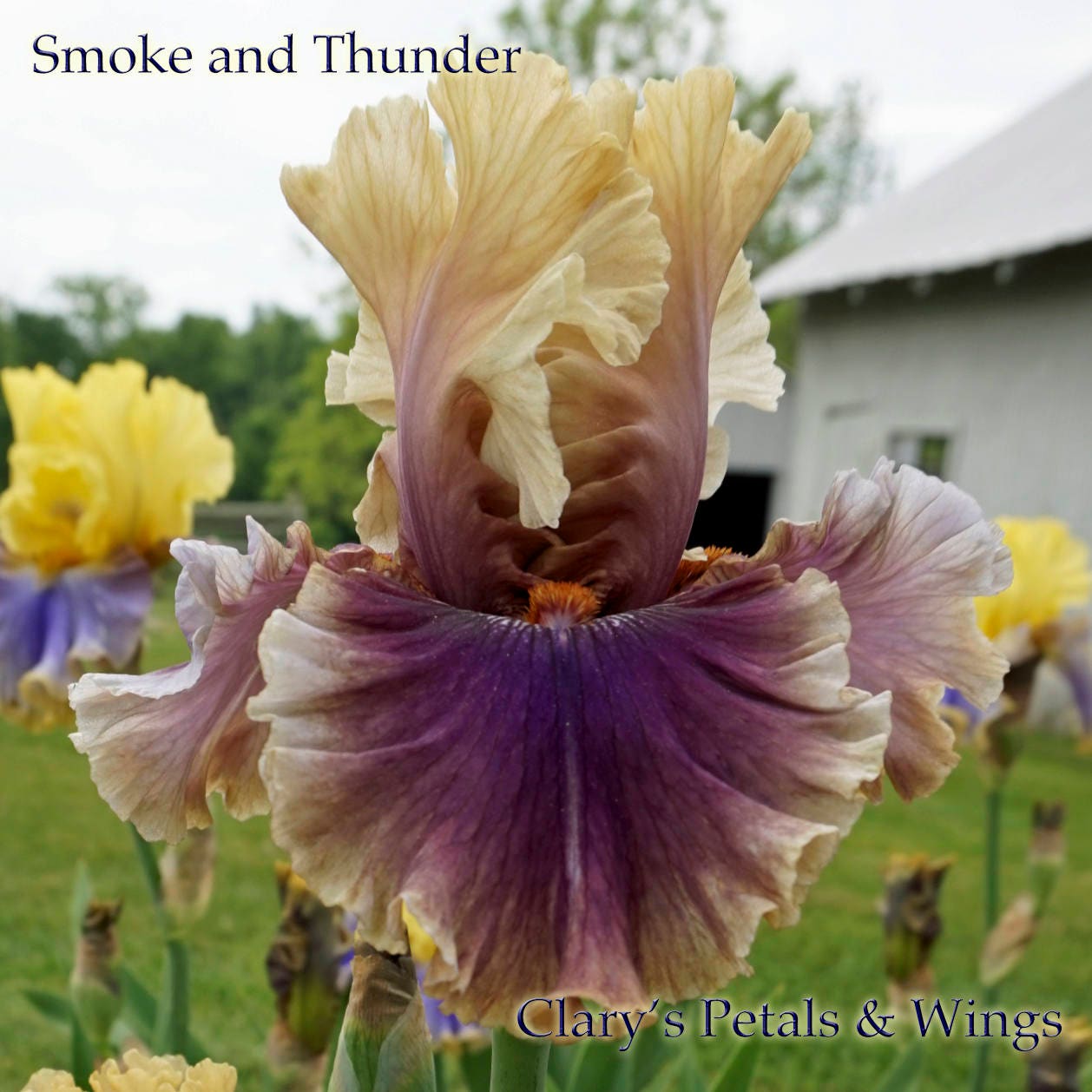SMOKE and THUNDER - 2006 - TB