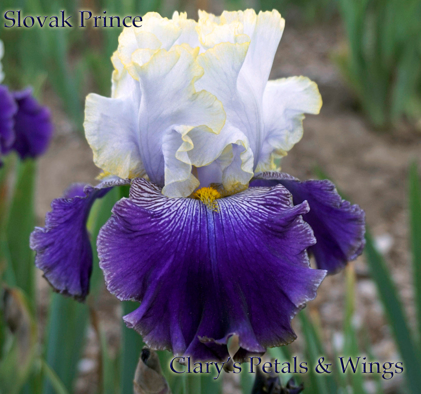 SLOVAK PRINCE - 2003 - TB - Fragrant