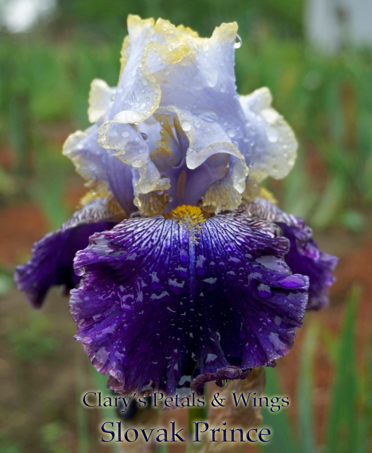 SLOVAK PRINCE - 2003 - TB - Fragrant