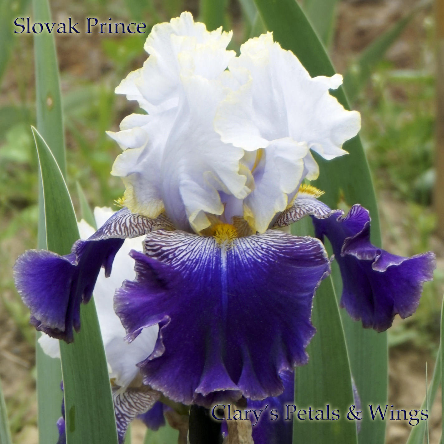 SLOVAK PRINCE - 2003 - TB - Fragrant