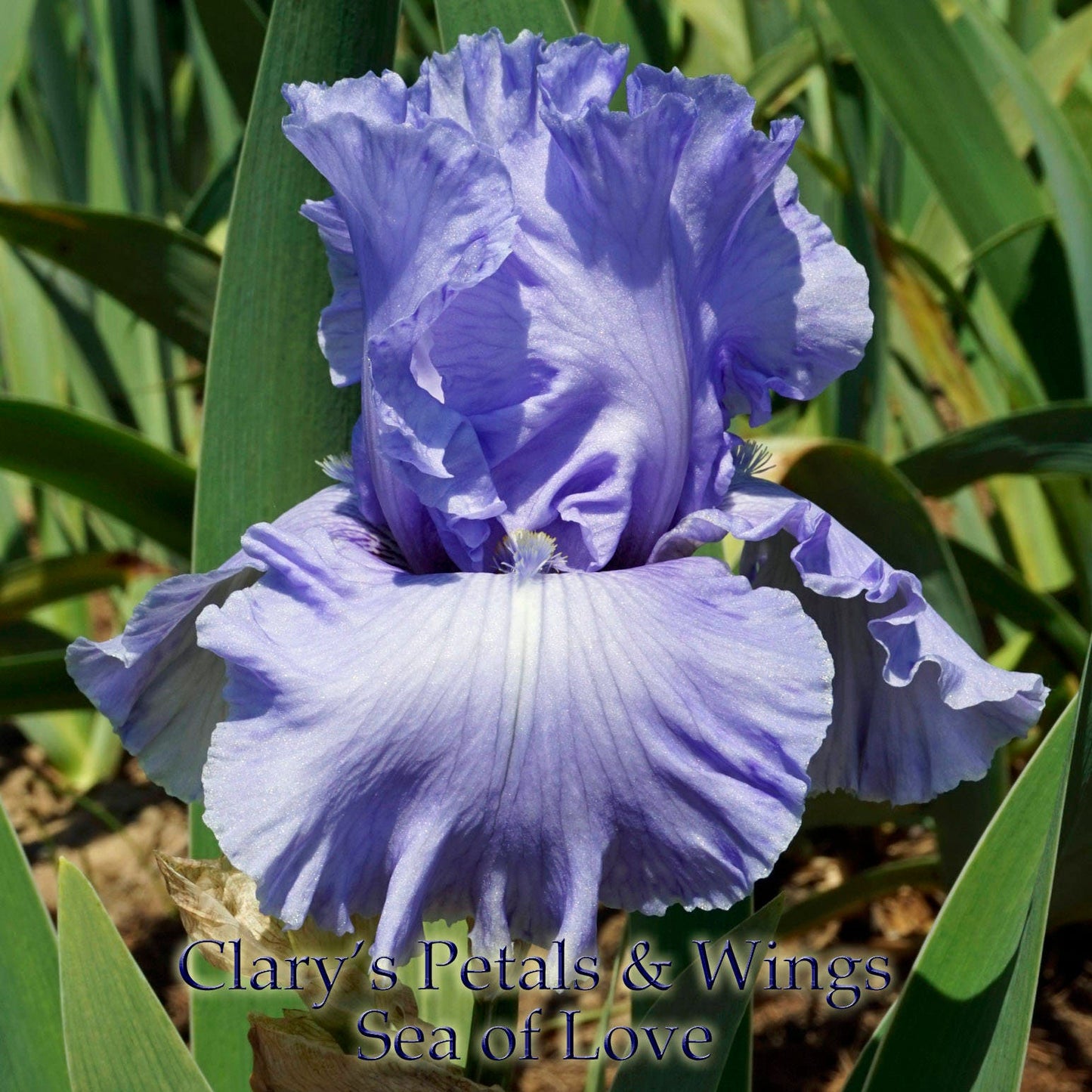 SEA of LOVE - 2005 - TB - Reblooming & Fragrant