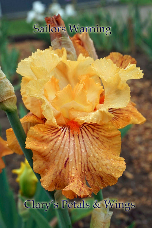 SAILOR'S WARNING - 2011 - TB - Fragrant