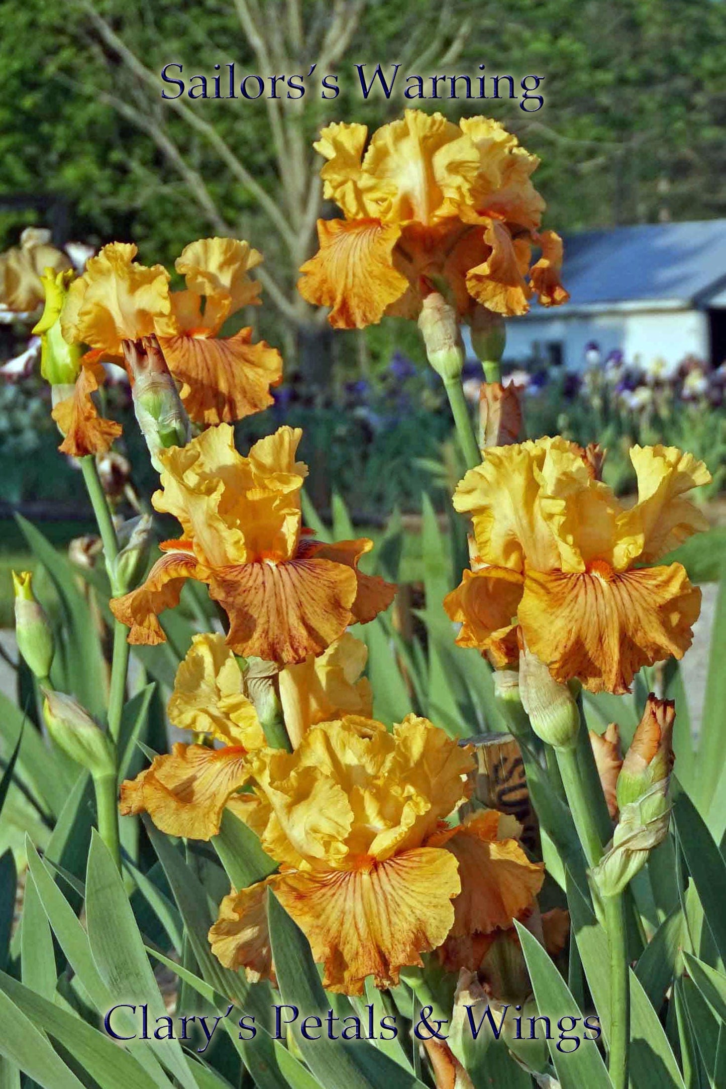 SAILOR'S WARNING - 2011 - TB - Fragrant