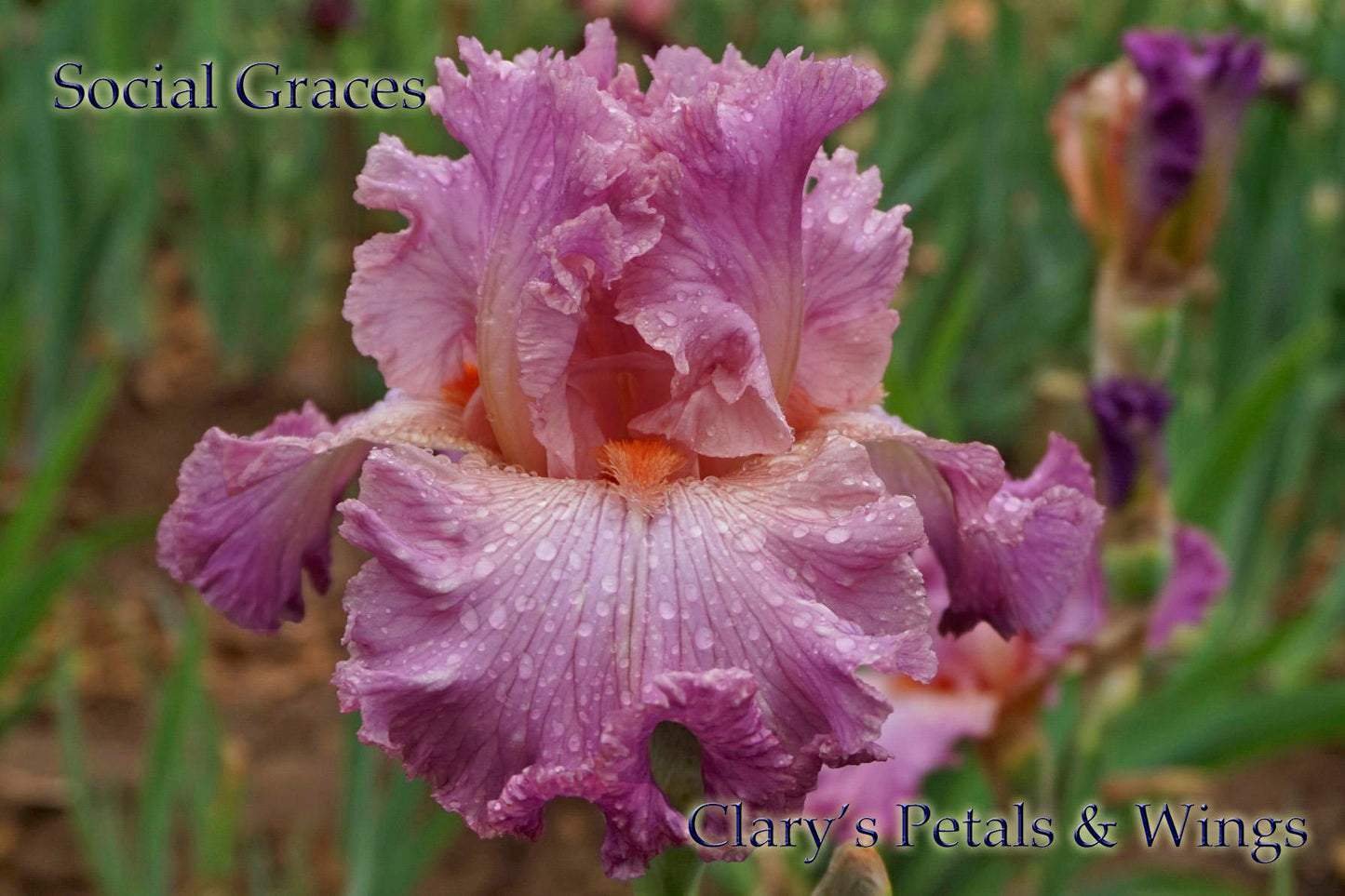 SOCIAL GRACES - 2000 - TB - Fragrant