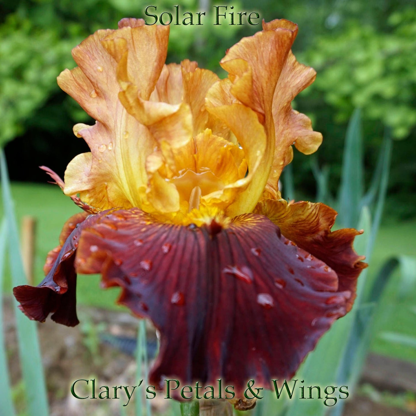 SOLAR FIRE - 2003 - TB- Fragrant