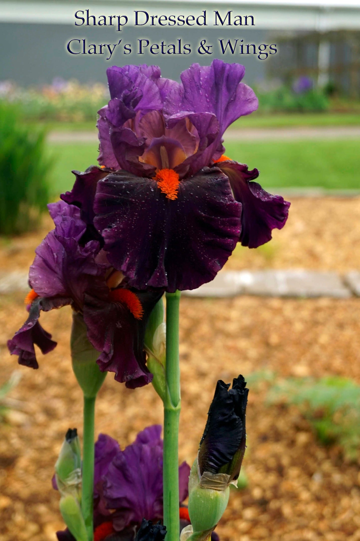 SHARP DRESSED MAN - 2010 - TB - Fragrant