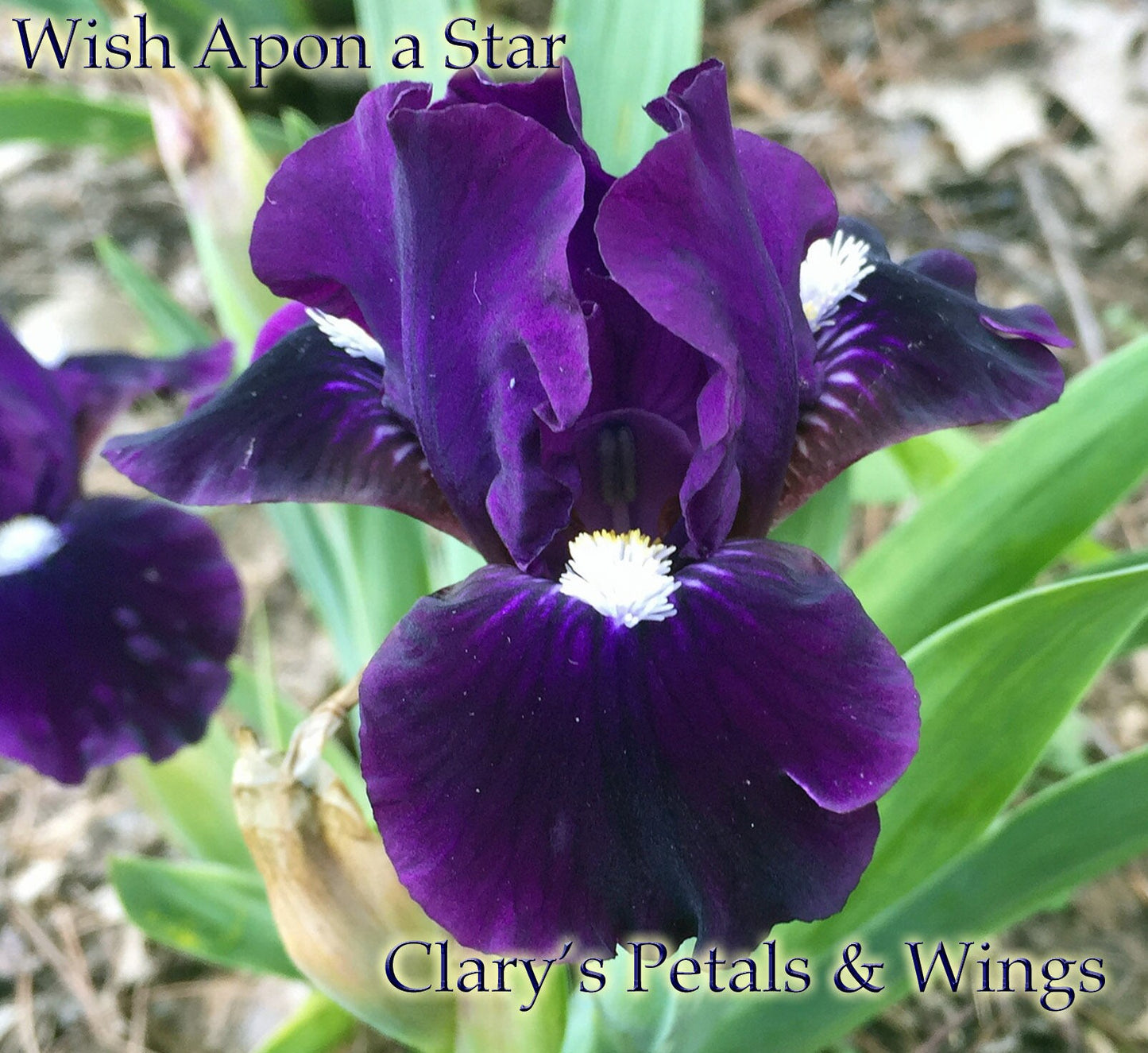 WISH UPON A STAR - 2006 - SDB - Fragrant