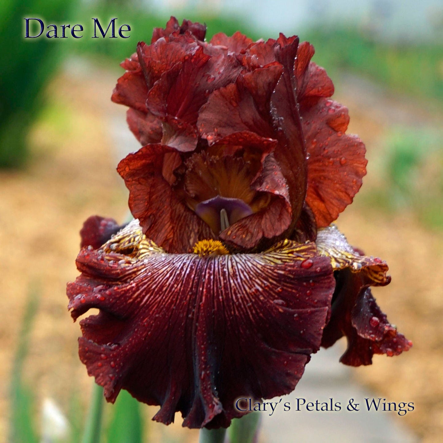 DARE ME-2013 - TB - Fragrant