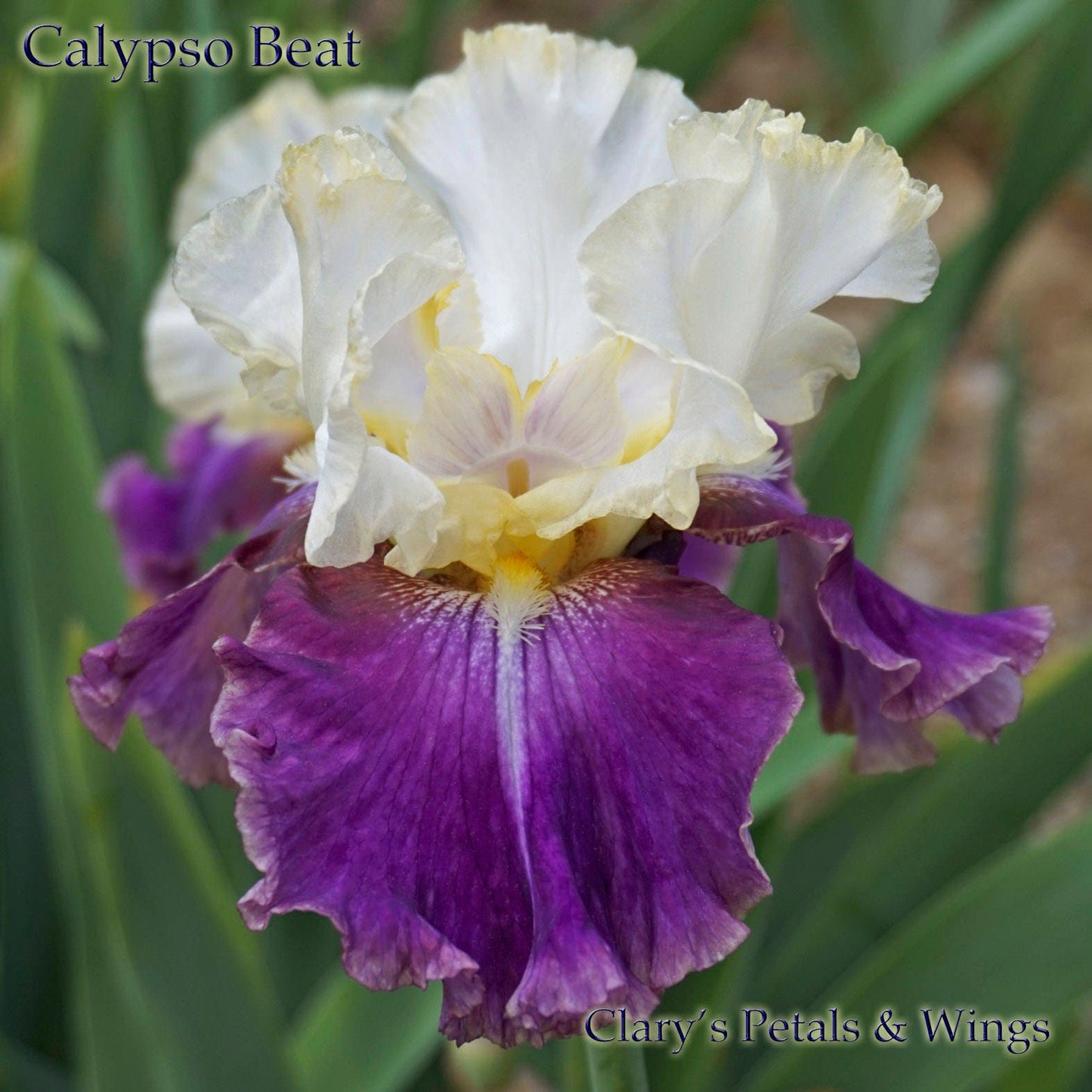 CALYPSO BEAT - 2002 - TB