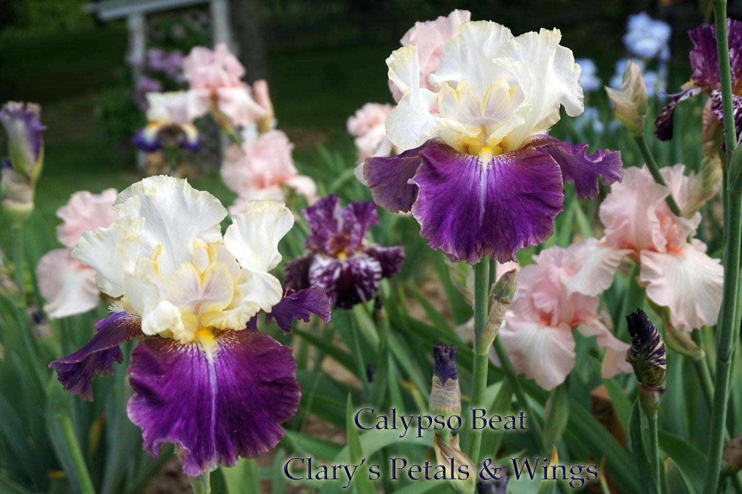 CALYPSO BEAT - 2002 - TB