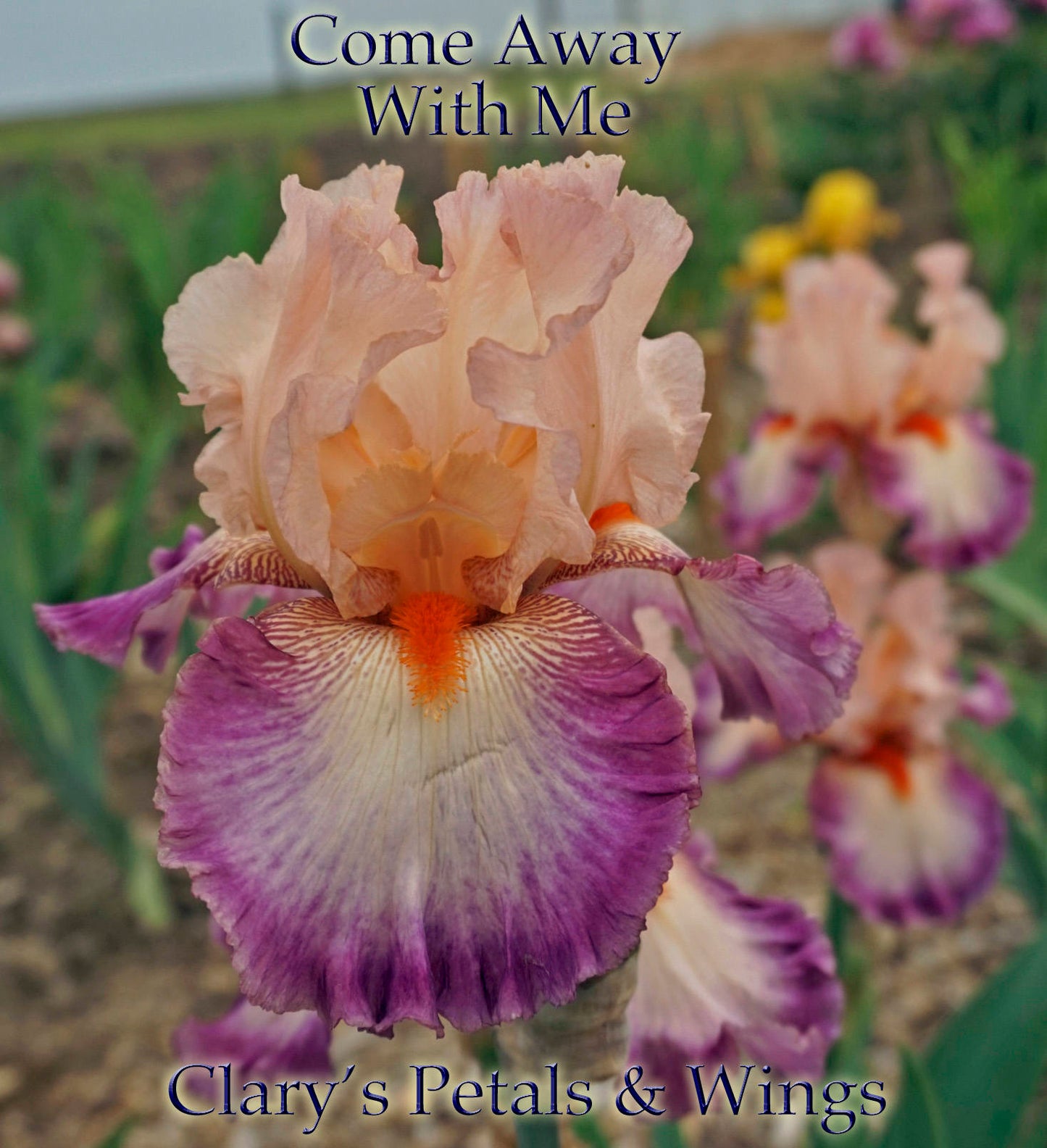 COME AWAY WITH ME - 2008 - TB