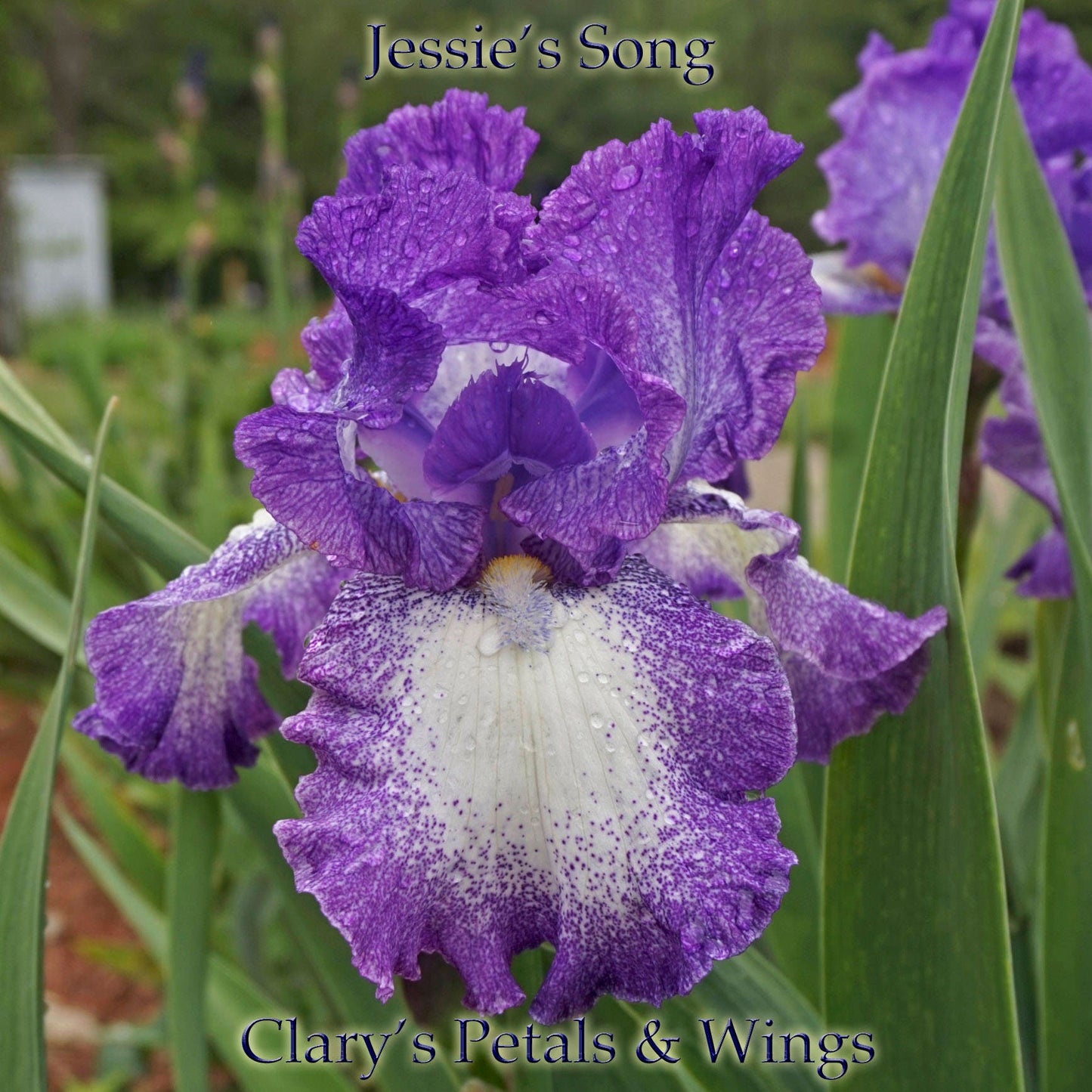 JESSE’S SONG -1983 TB- Reblooming