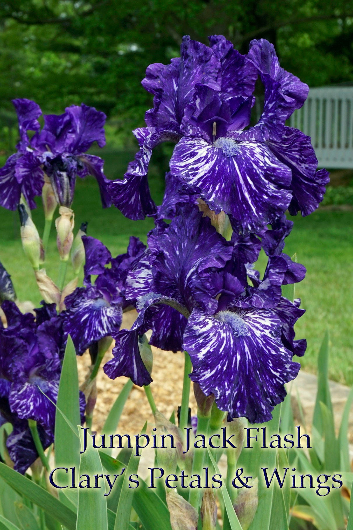 JUMPIN JACK FLASH 2004 TB