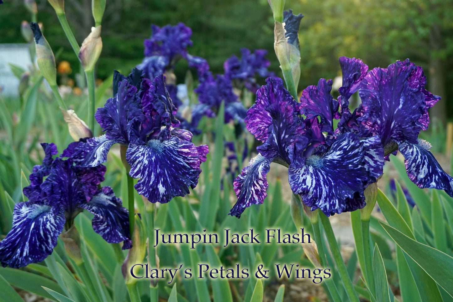 JUMPIN JACK FLASH 2004 TB