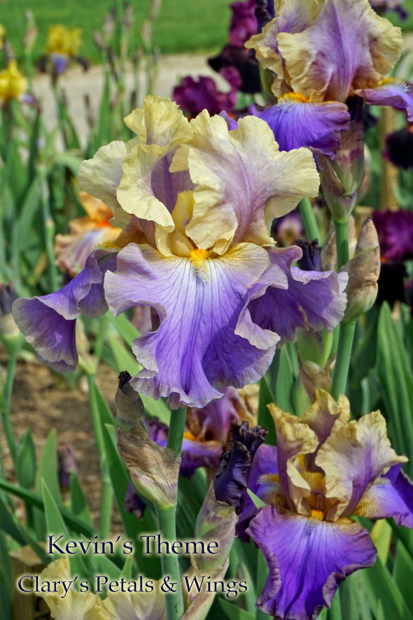 KEVIN'S THEME -1993 TB