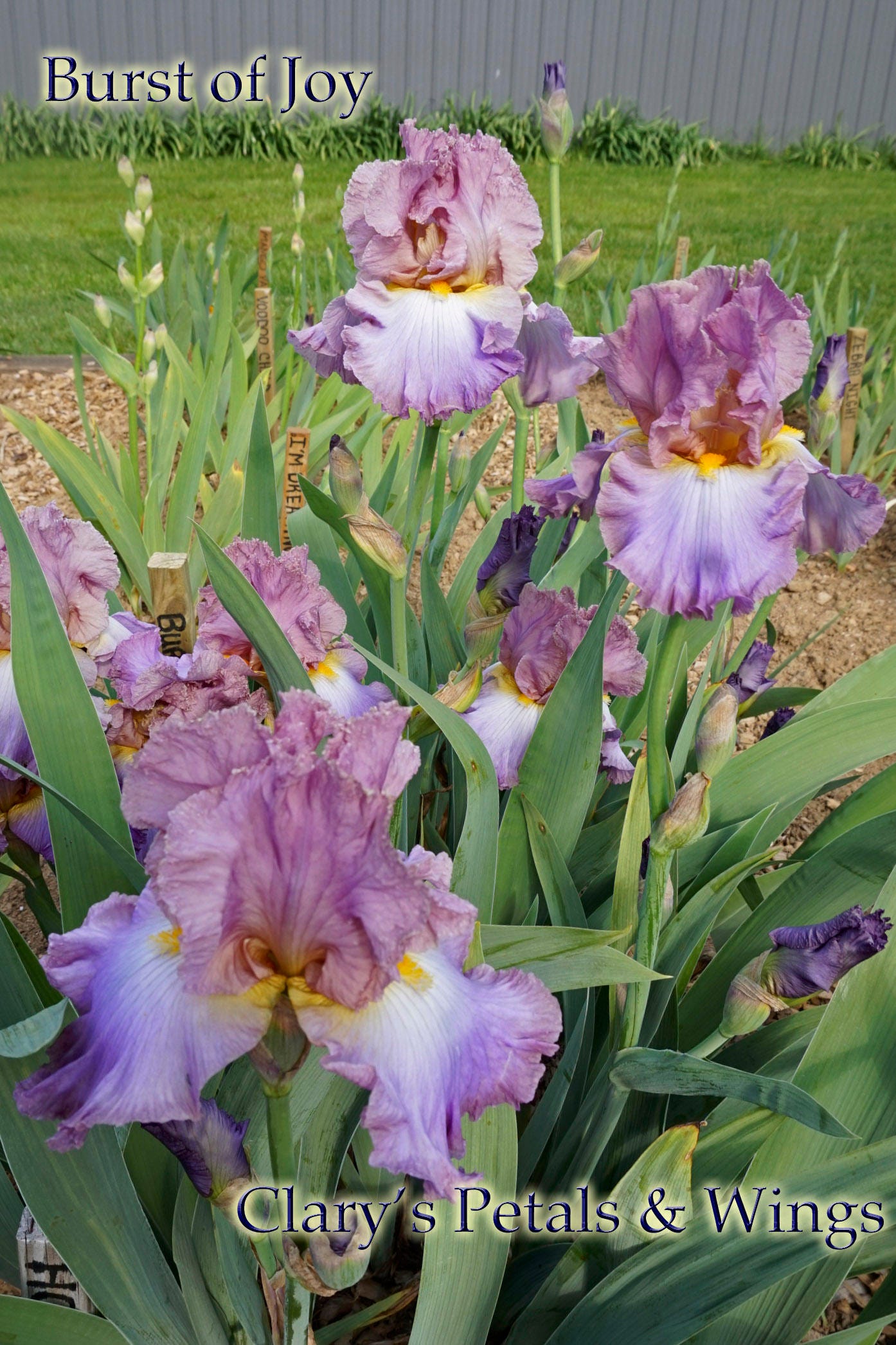 BURST OF JOY - 2010 - TB