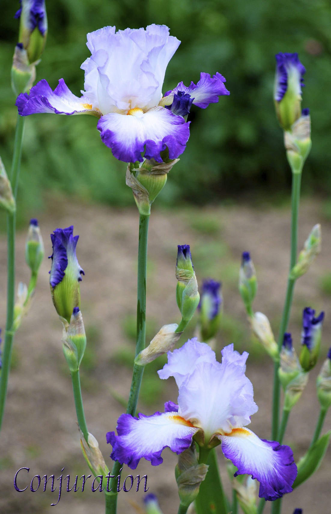 CONJURATION - 1 989 - TB