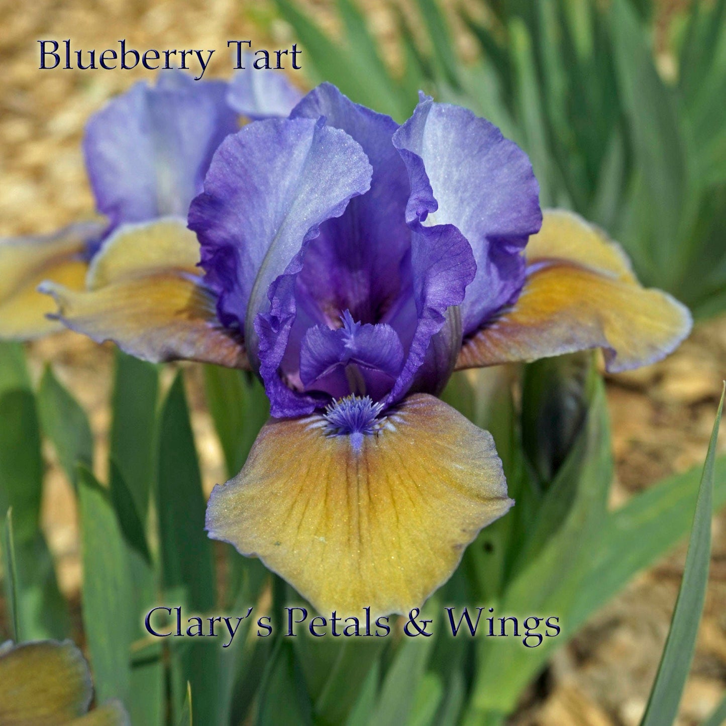 BLUEBERRY TART - 2002 - SDB - Reblooming