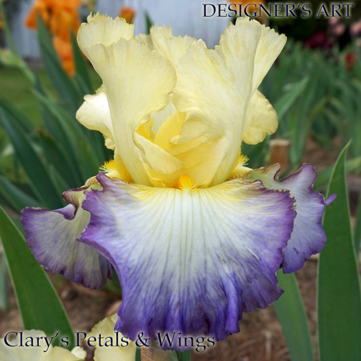 DESIGNER'S ART - 2005 - TB - Fragrant