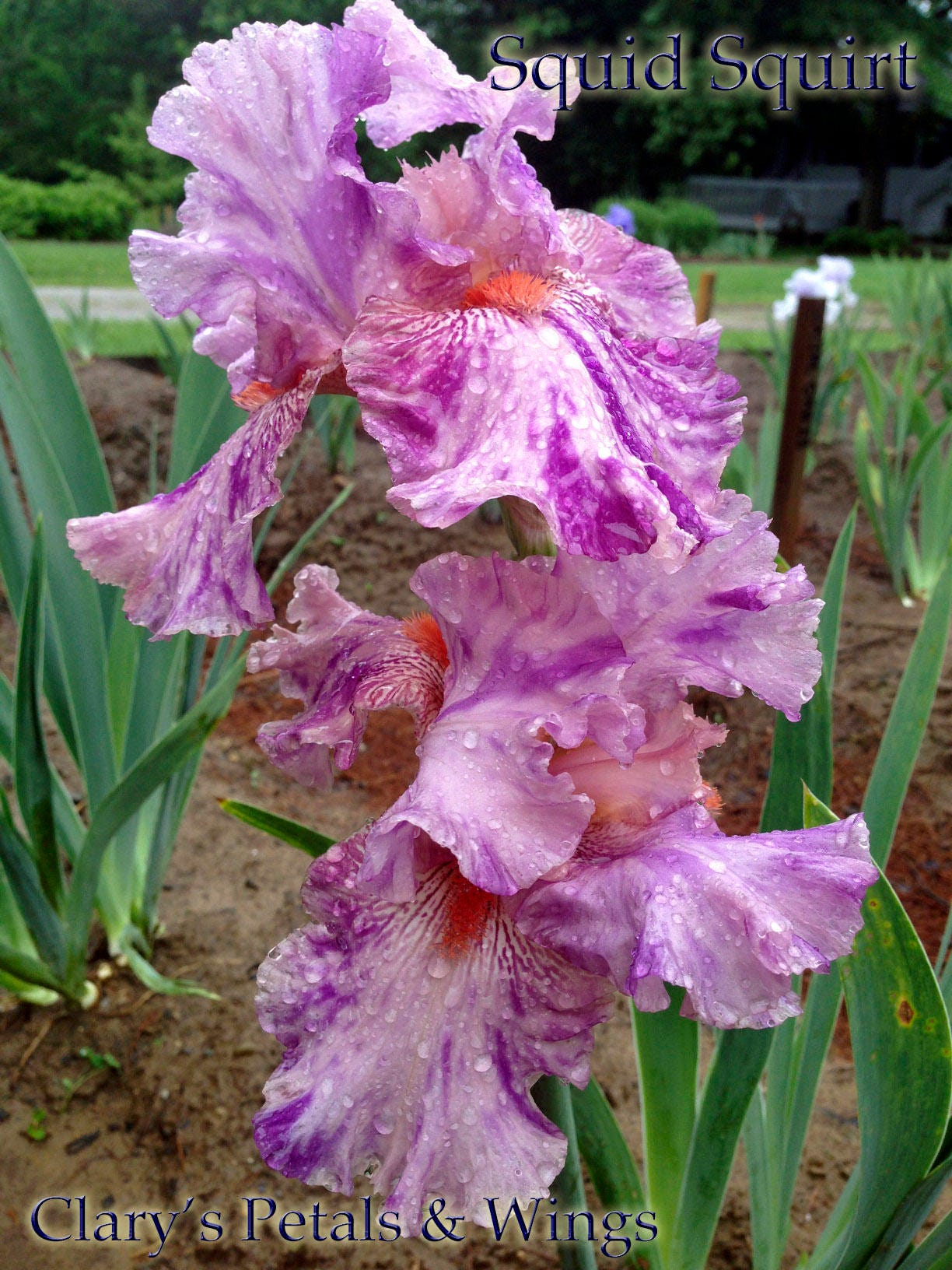 SQUID SQUIRT - 2002 - TB - Fragrant