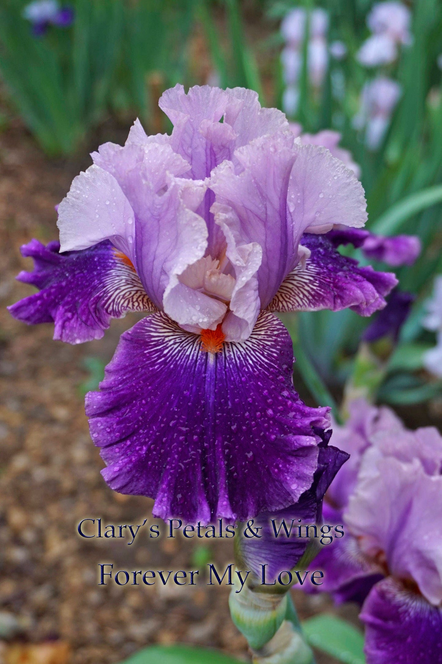 FOREVER MY LOVE - 2015 - TB