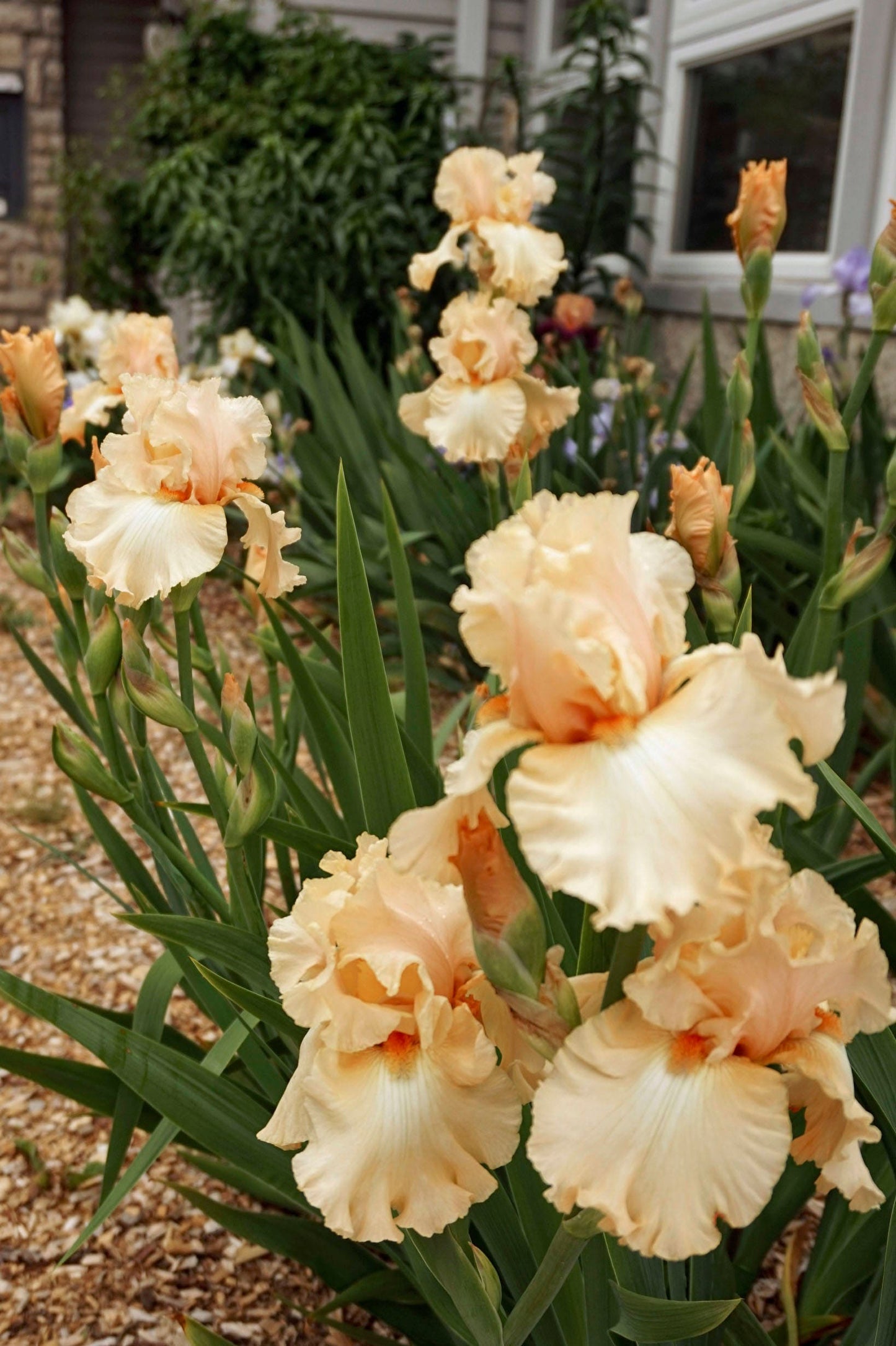 HOSTESS ROYALE -1994 TB- Fragrant