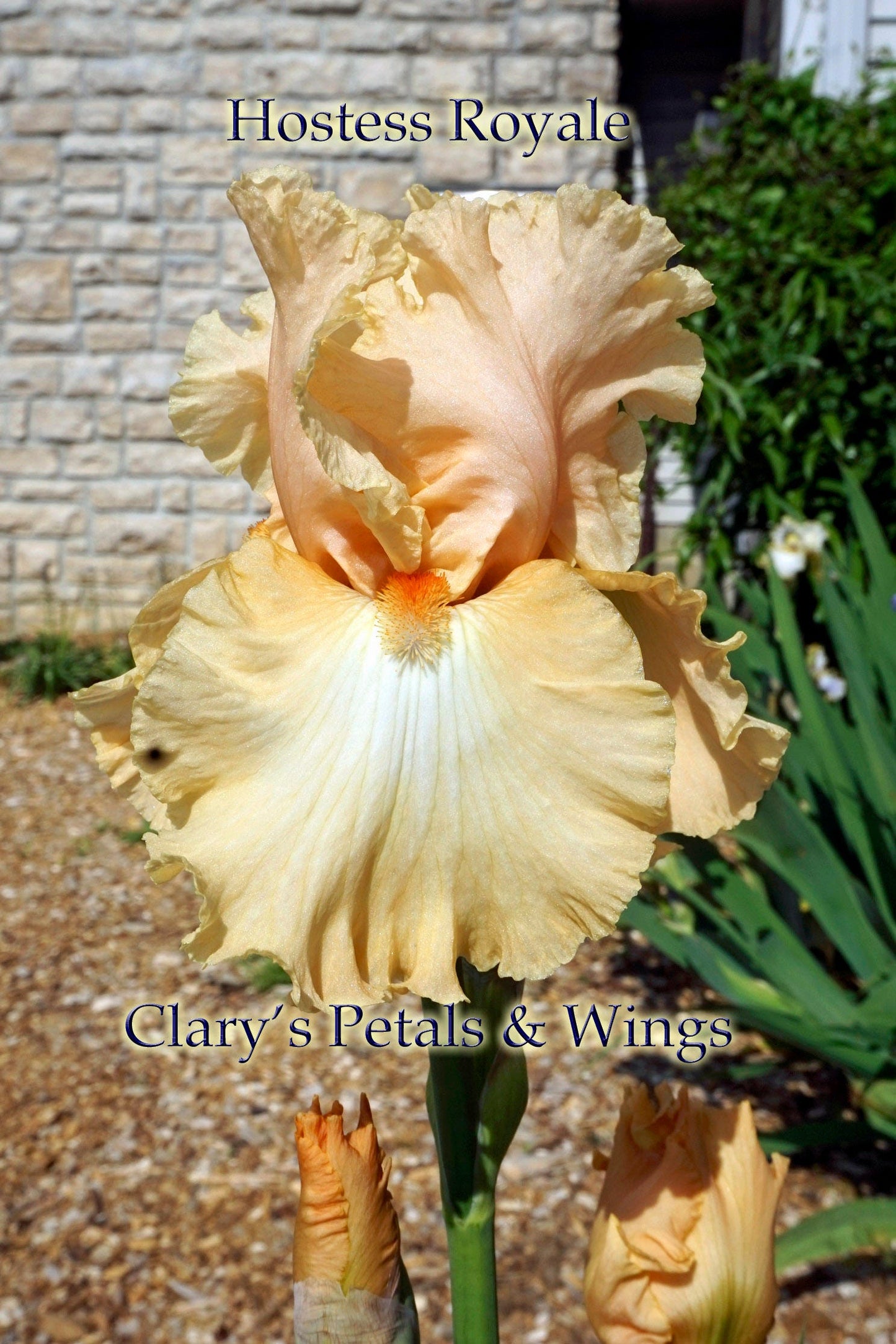 HOSTESS ROYALE -1994 TB- Fragrant