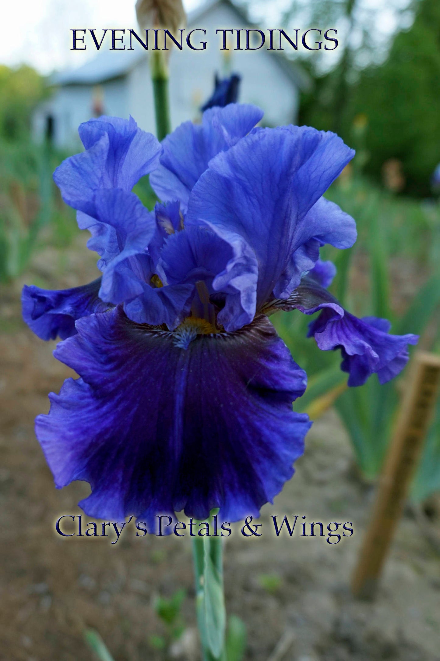 EVENING TIDINGS - 2009 - TB