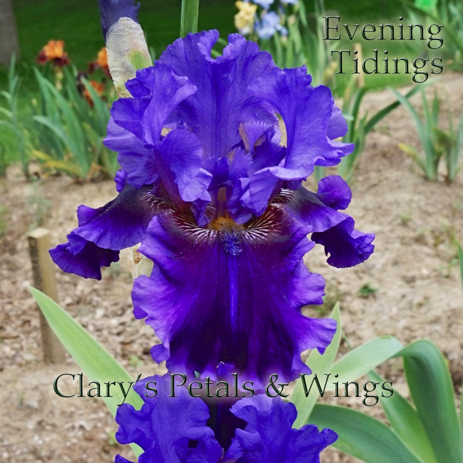 EVENING TIDINGS - 2009 - TB