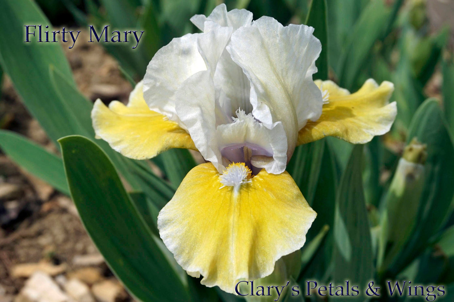 FLIRTY MARY - 1977 - SDB