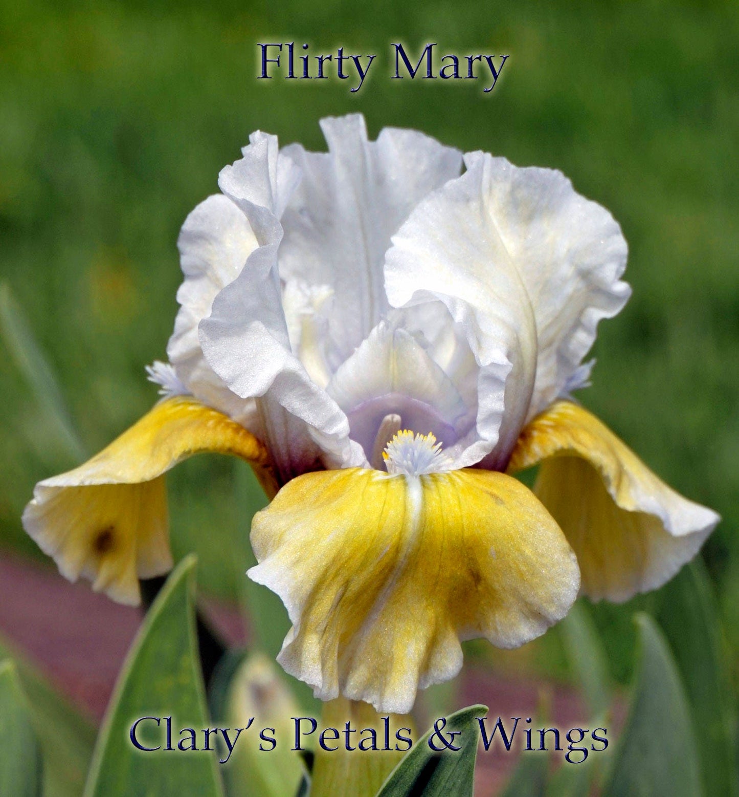 FLIRTY MARY - 1977 - SDB