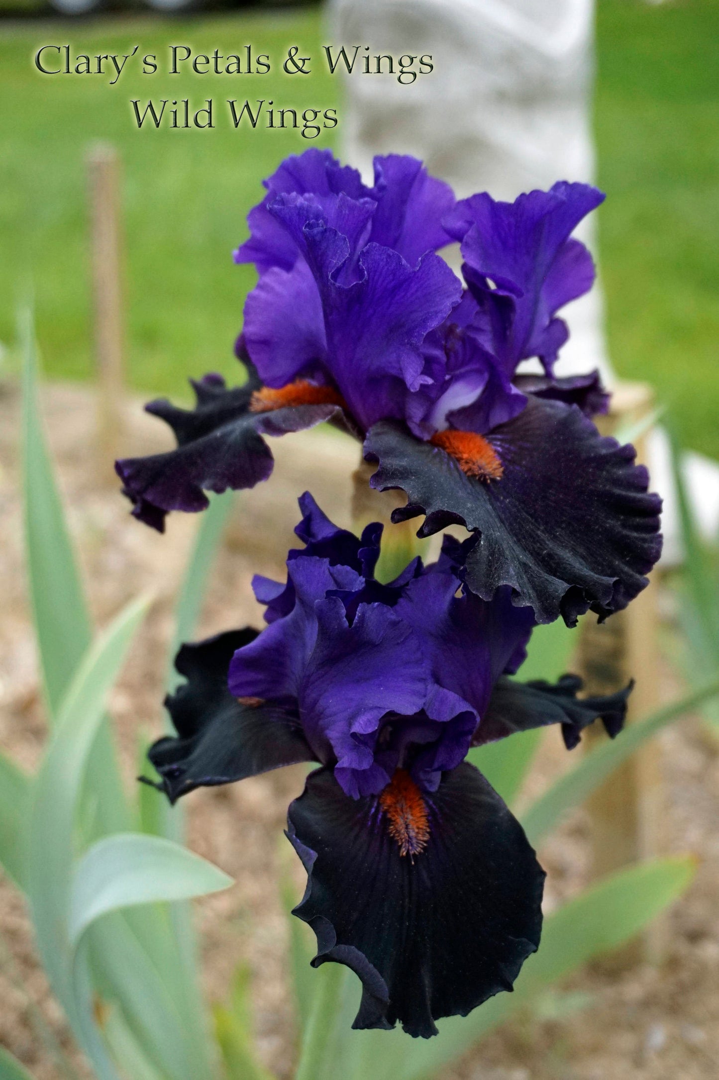 WILD WINGS - 1999 - TB