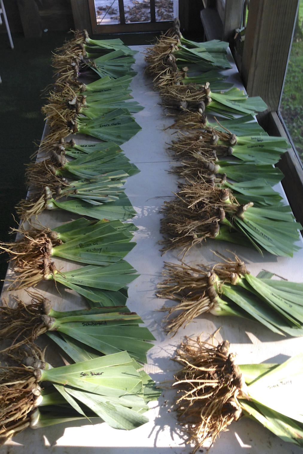 BRAZILIAN ART - 2008 - TB