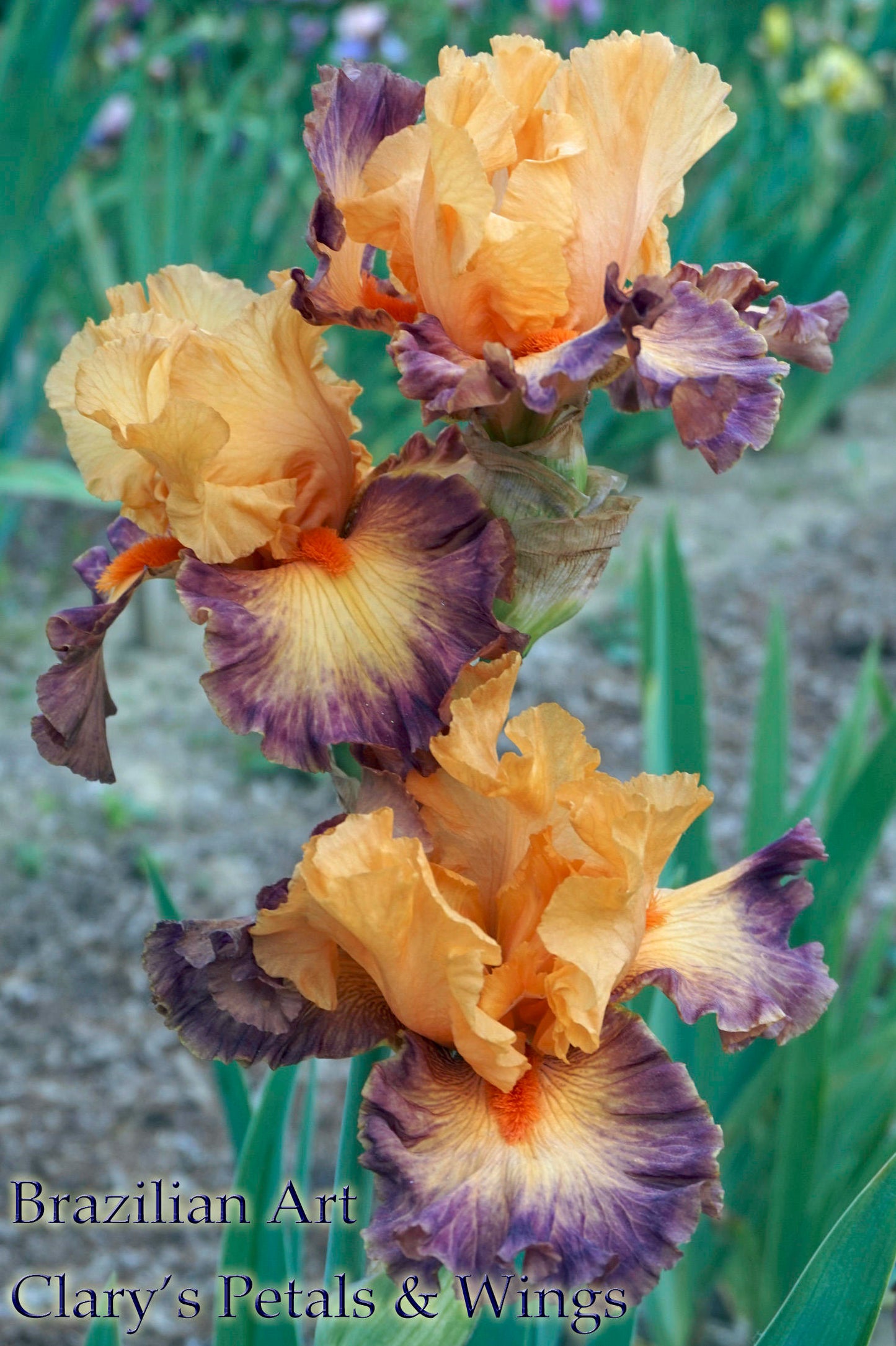 BRAZILIAN ART - 2008 - TB