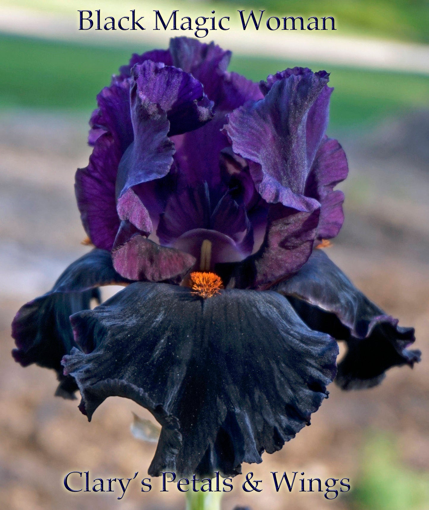 BLACK MAGIC WOMAN - 2008 - TB Fragrant